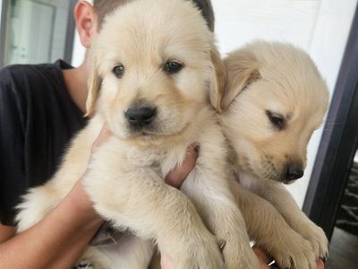 AKC Registered Golden Retriever Puppies Available