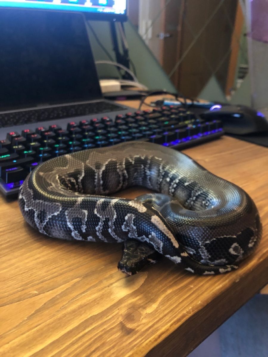 Looking for blood pythons!
