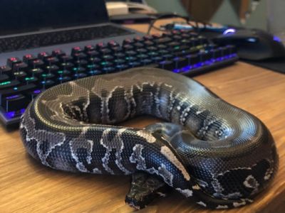 Looking for blood pythons!