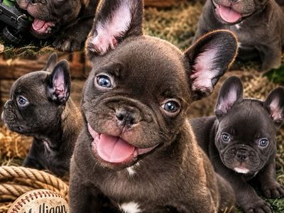 French bulldog / frenchy / frenchies