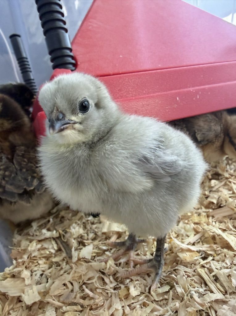 Baby Chicks