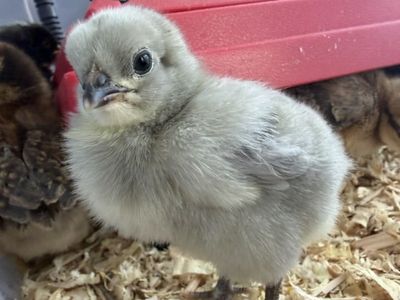 Baby Chicks