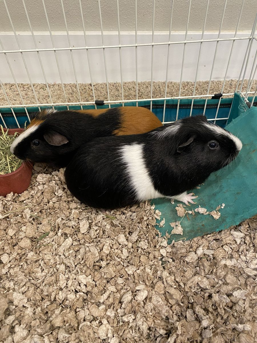 Guinea Pigs + Cage & Accessories - FREE