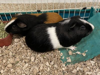 Guinea Pigs + Cage & Accessories - FREE