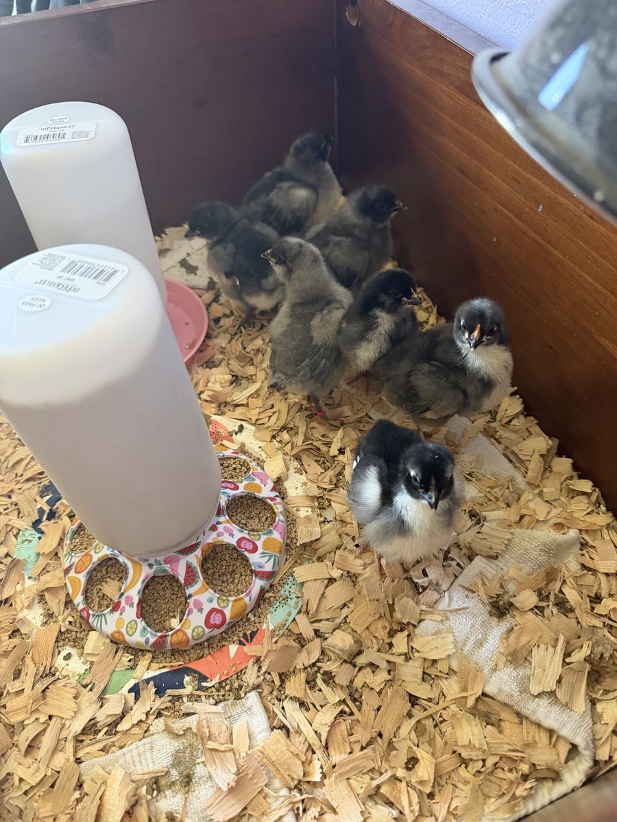 Chicks