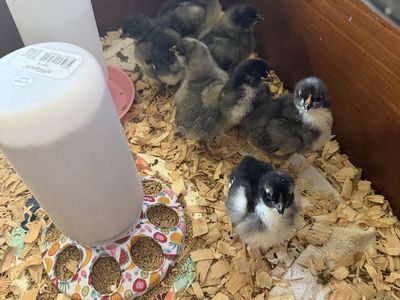 Chicks