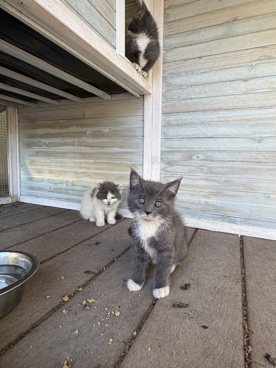 Cute loving Ragdoll Siamese mixed kittens