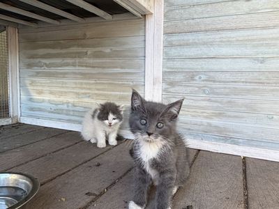 Cute loving Ragdoll Siamese mixed kittens