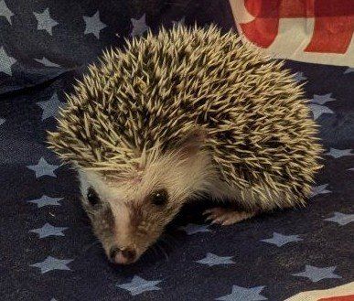 Baby Male Hedgehog 'Ricky'