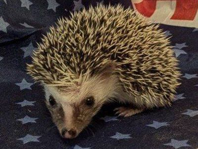 Baby Male Hedgehog 'Ricky'