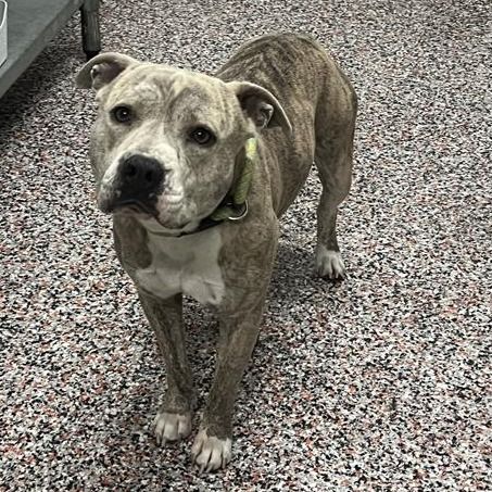 Hello my name is Espresso Bean