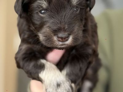 AKC Miniature Schnauzer Puppies