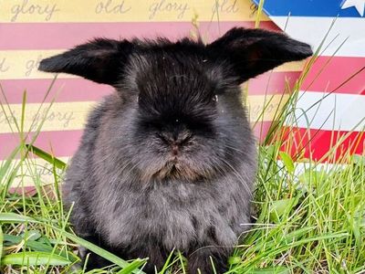 Baby Holland Lops