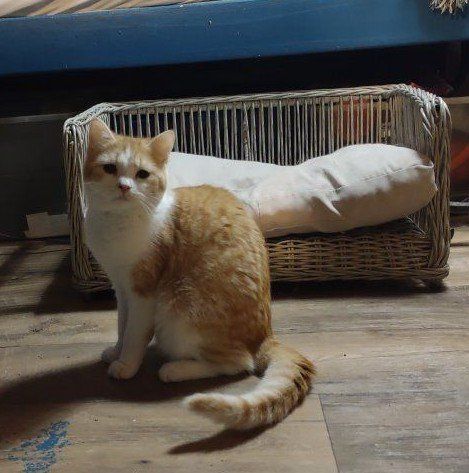 Sweet part Persian Girl Kitten Cat 8 month Orange White
