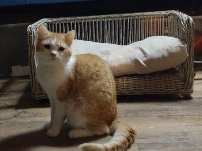 Sweet part Persian Girl Kitten Cat 8 month Orange White