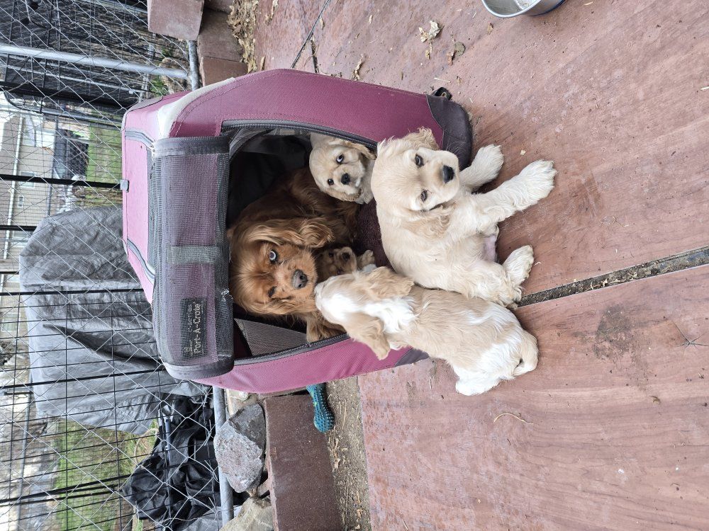 cockerspanial kingcharles puppies for sale