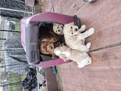 cockerspanial kingcharles puppies for sale