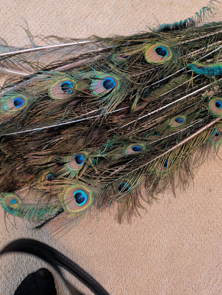Natural Peacock Feathers and Decorative White Feathers Bundle