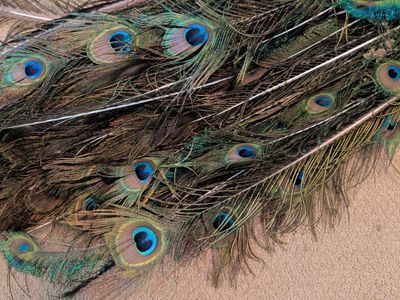 Natural Peacock Feathers and Decorative White Feathers Bundle