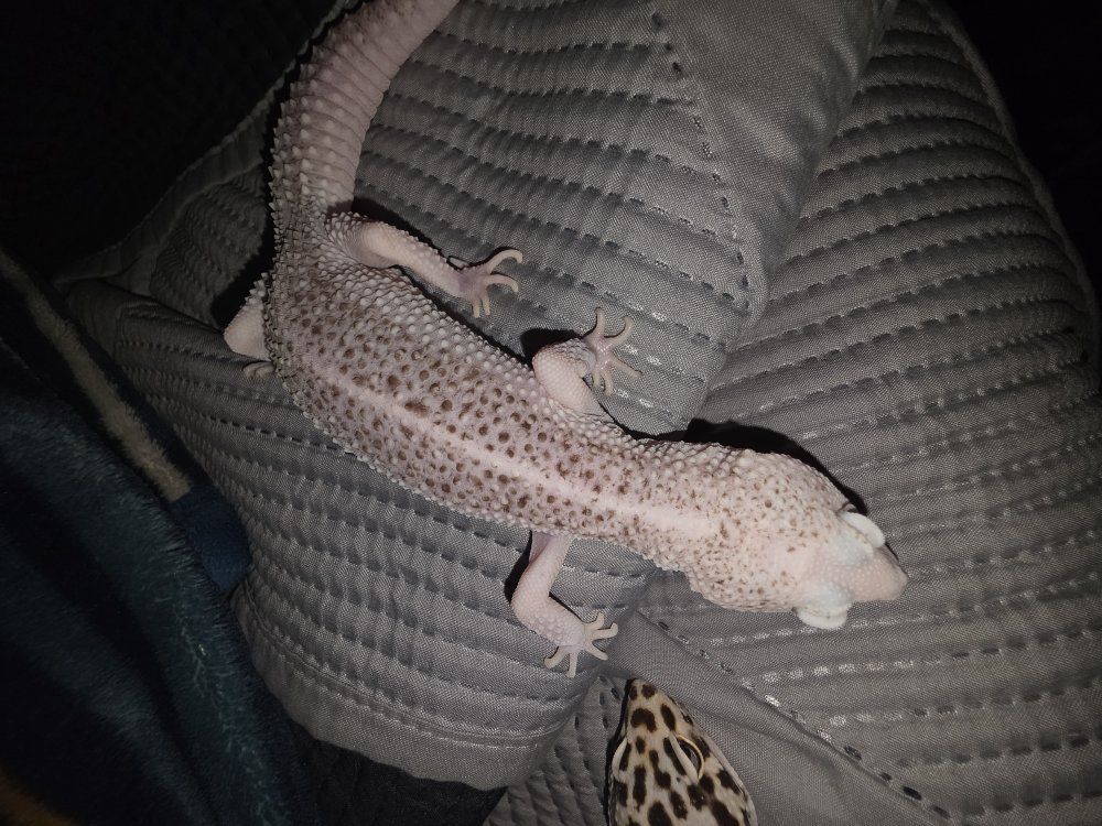 3 leopard geckos for sale or trade