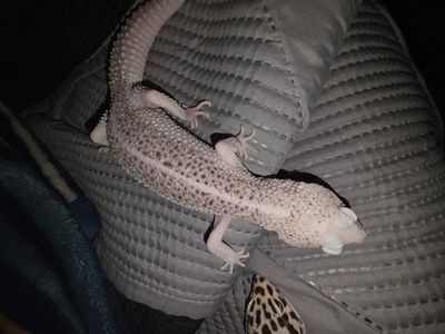 3 leopard geckos for sale or trade