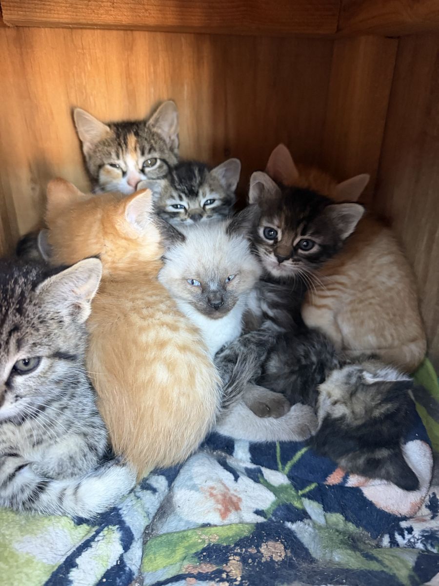 Extremely friendly barn kittens