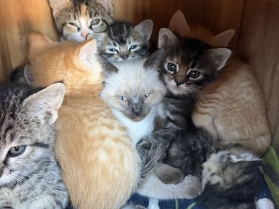 Extremely friendly barn kittens