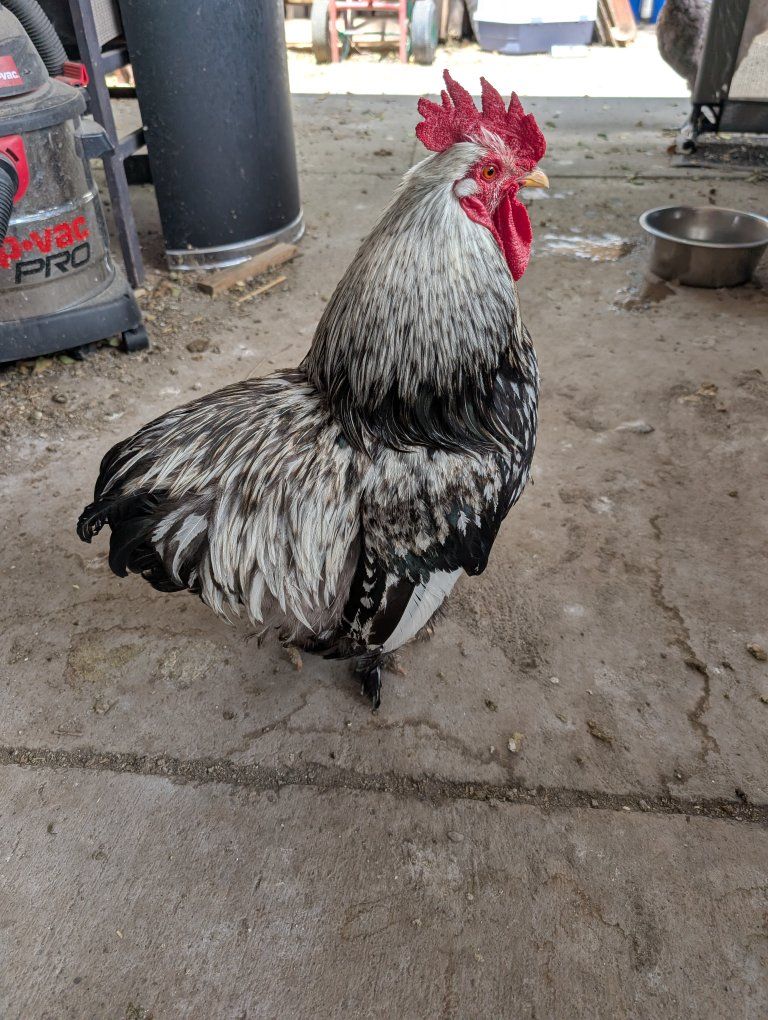 Two Roosters (Black & Silver Laced Wyandotte)