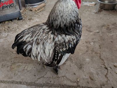 Two Roosters (Black & Silver Laced Wyandotte)