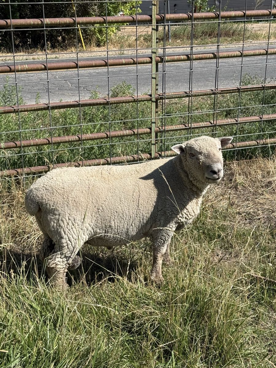Southdown yearling babydoll rams