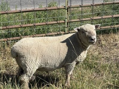 Southdown yearling babydoll rams