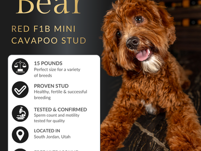 Red F1B Mini Cavapoo Stud Service – Health Tested Teddy Bear Puppies
