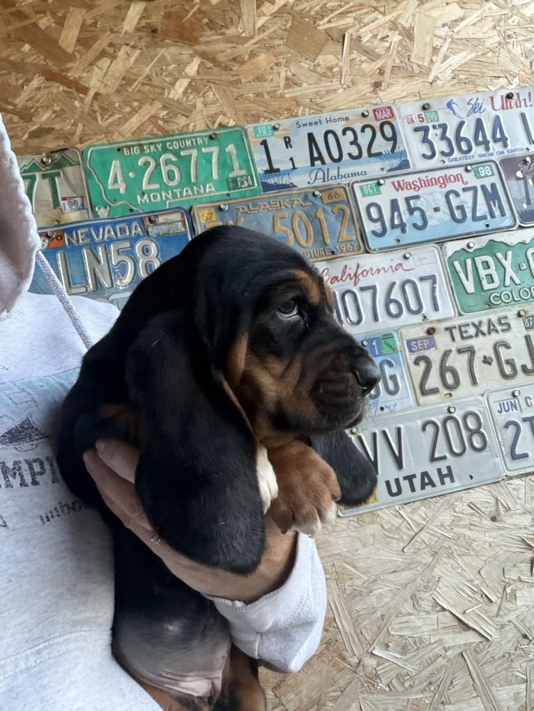 AKC Basset Hound Puppies