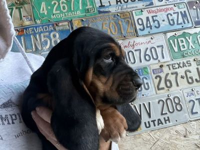 AKC Basset Hound Puppies