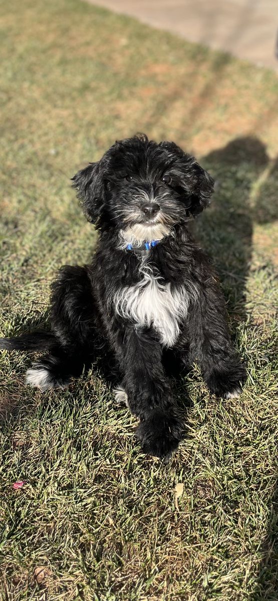 Mini Portidoodles (portugese water dog/ tot poodle
