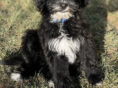 Mini Portidoodles (portugese water dog/ tot poodle