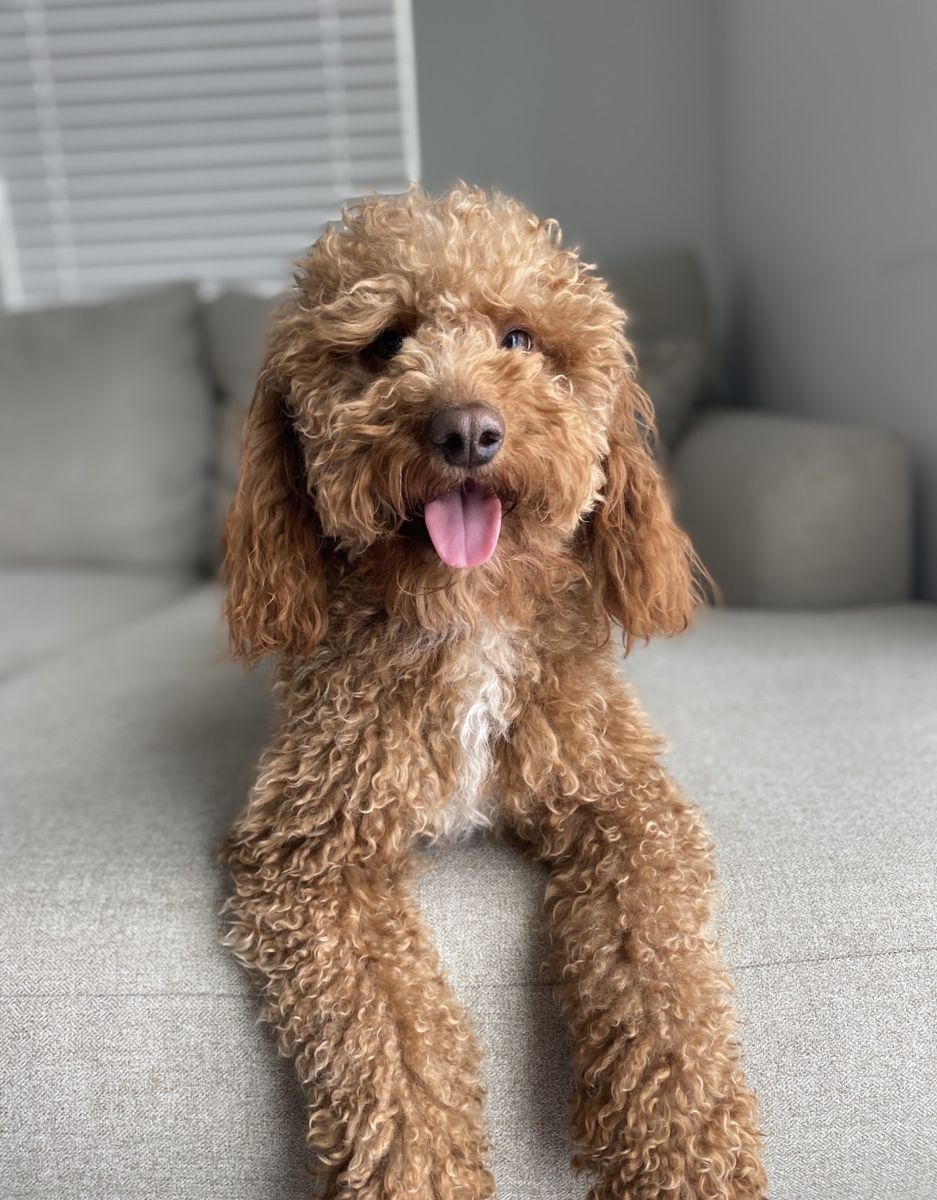 Intense red mini Goldendoodle stud 17lbs