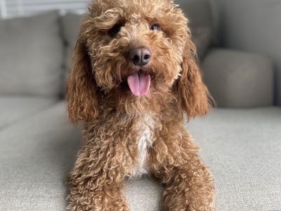 Intense red mini Goldendoodle stud 17lbs
