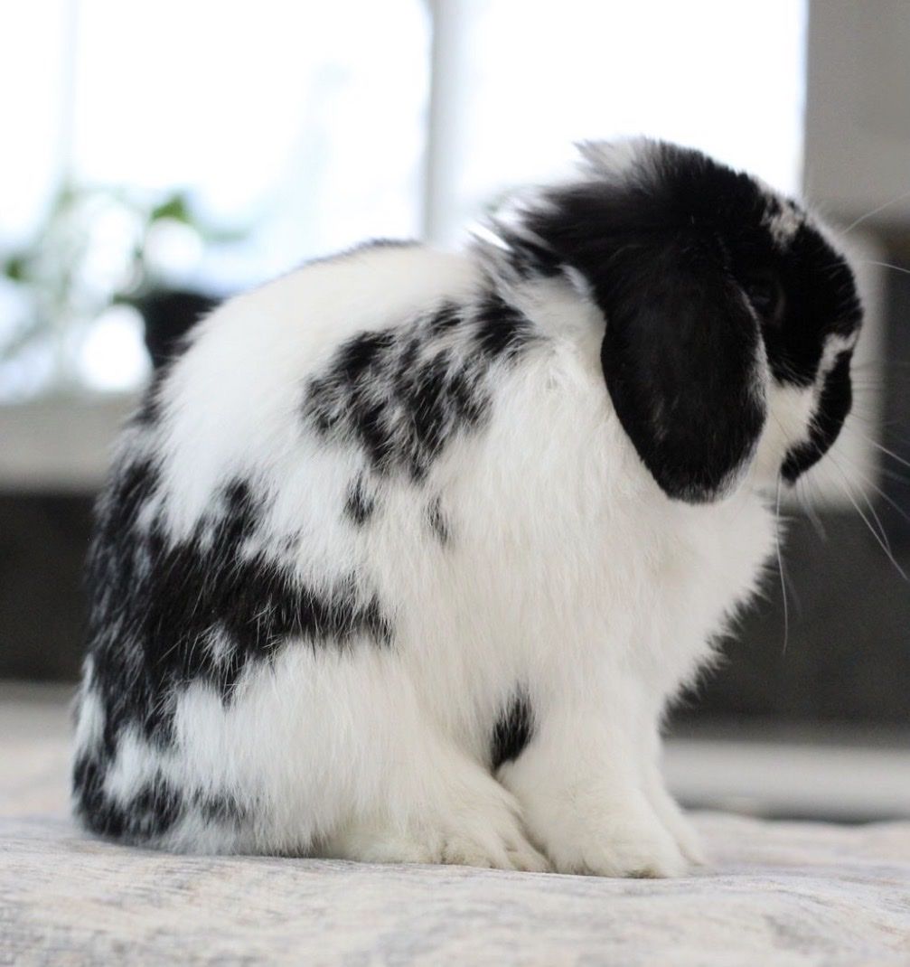 Show and Pet Holland Lops Available | RABBITRY CLOSING