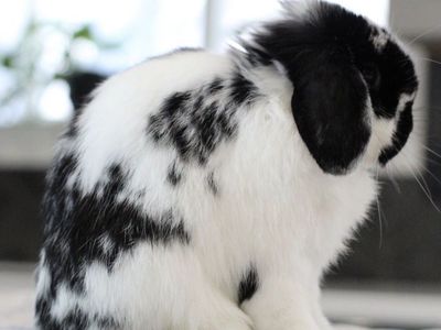 Show and Pet Holland Lops Available | RABBITRY CLOSING