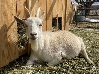 Nigerian Dwarf Goat Female -Doe In Milk