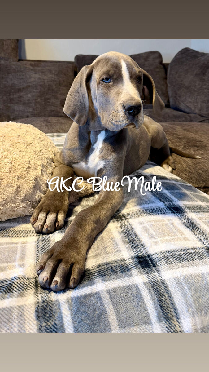 AKC Blue Male Great Dane