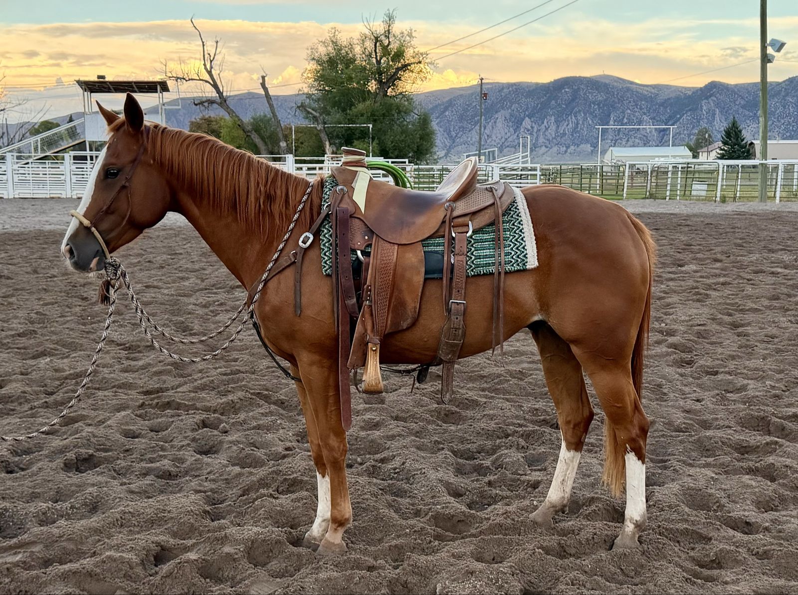 6 year old sorrel gelding