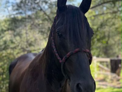 SPARTAN 9-Year-Old Black Gelding