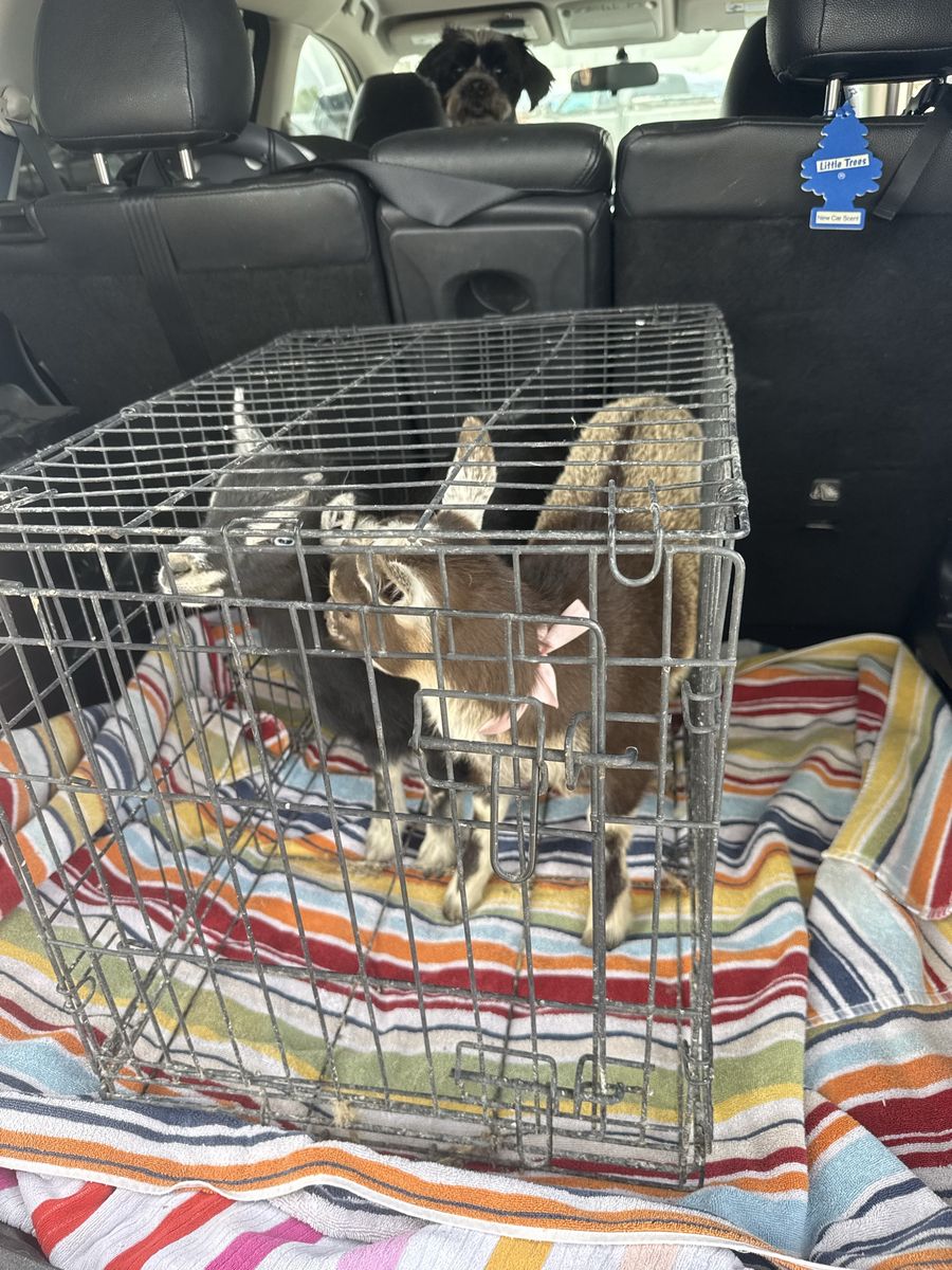 Adorable Baby Goats for Sale - Perfect Farm Companions, Ready for New Homes!