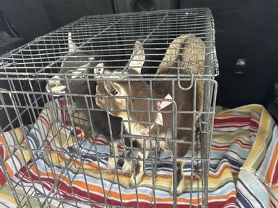 Adorable Baby Goats for Sale - Perfect Farm Companions, Ready for New Homes!
