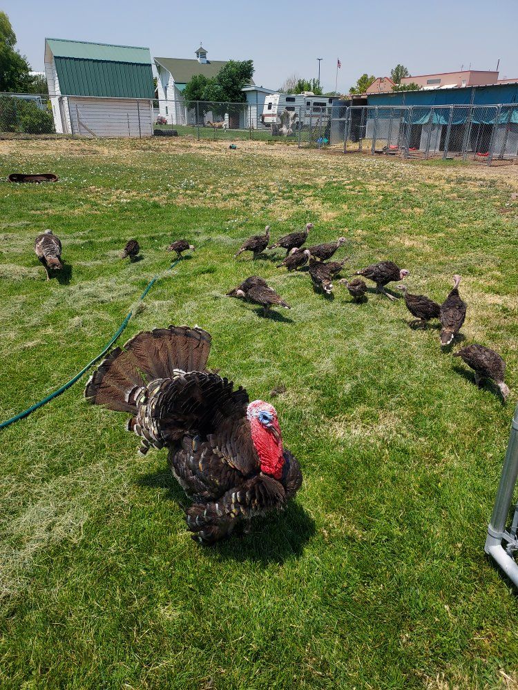 Standard Bronze Turkey poults $25.00 each