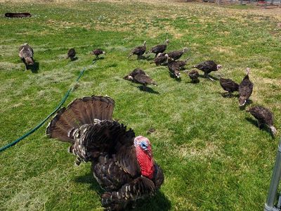 Standard Bronze Turkey poults $25.00 each
