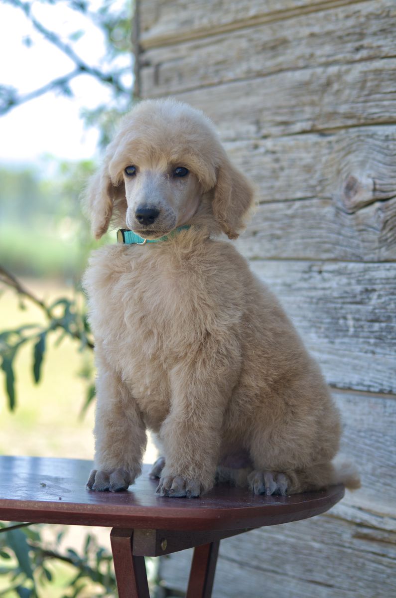 AKC + OFA Standard Poodle Male Puppies