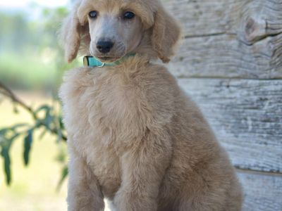 AKC + OFA Standard Poodle Male Puppies